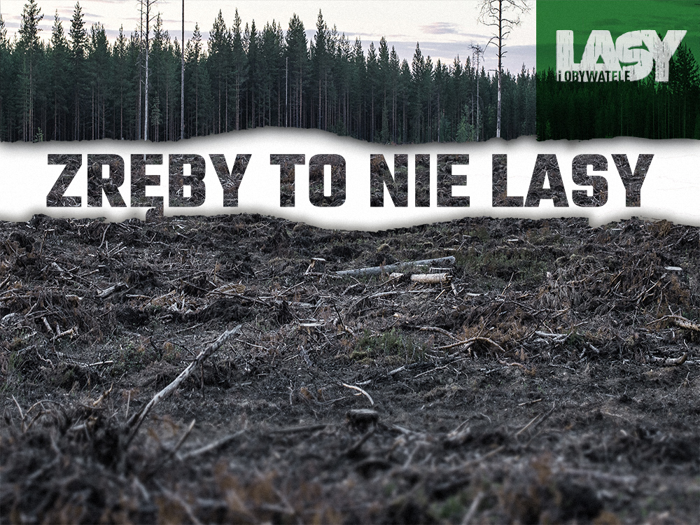 Read more about the article Zręby to nie lasy